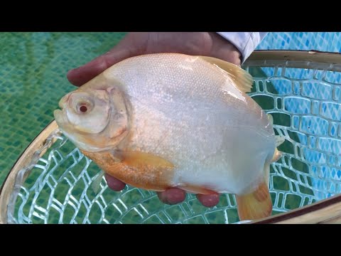Albino PACU FOR MY 50,000 subscriber