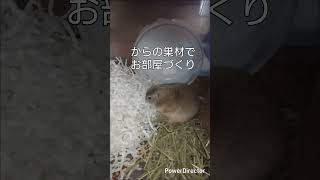 お忙しいおいもさん#リチャードソンジリス#癒し #動物 #かわいい