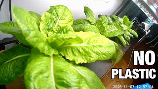 Zero Plastic Kratky Hydroponics