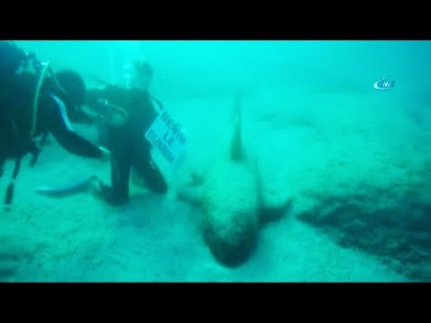 Denizin 20 Metre Altında Evlilik Teklifi