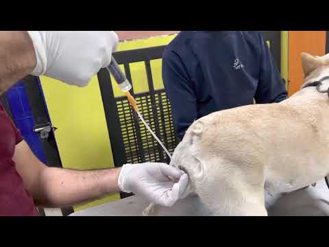Artificial insemination in bulldog female |full video after 100k subscribers