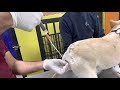 Artificial Insemination In Bulldog Female Full Video After 100k Subscribers