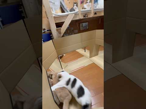 youtube-動物記事1970/01/01 09:00:00