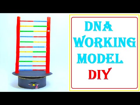 dna science project working model 3d diy at home craftpiller diy biology project