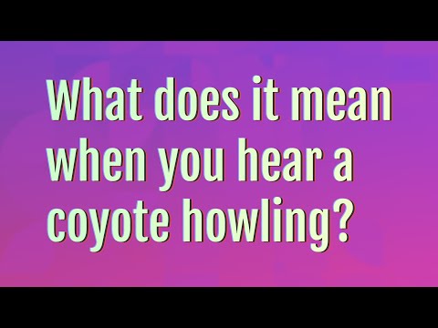 What does it mean when you hear a coyote howling?