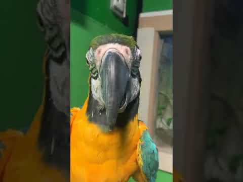 Smart talking Macaw Says Halu Hay #shorts #macawparroteatingmandarin #macau