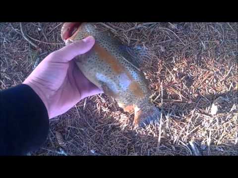 Fishing Clear Shade Creek Feb 22