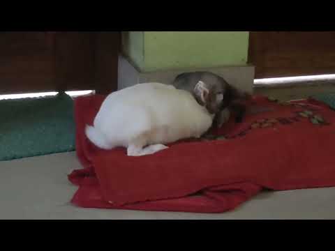 cat love rabbit 🤠🐰