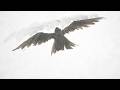 米津玄師「烏」Kenshi Yonezu - Karasu (Raven) Short Anime