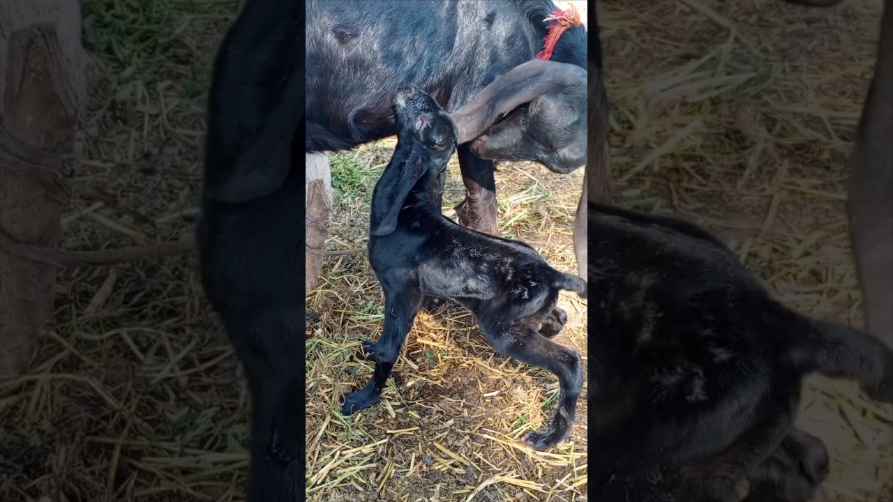 its born 25 mints ago