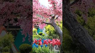 Download lagu Taman Sakura Jepang #videoshorts #shorts #taman #sakura #bunga mp3