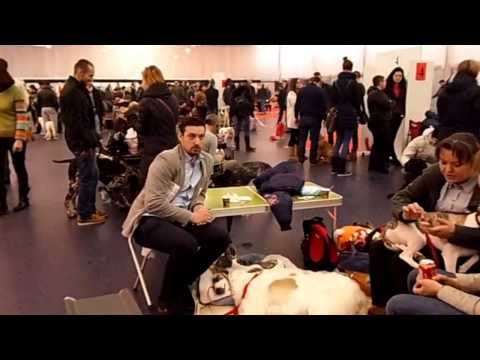 Expozitie Canina la Expovest.