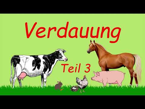 , title : 'Grundlagen Verdauung - Teil 3 | Podcast | Kuhles zum Kauen'