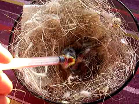 comment soigner un oiseau tombé du nid