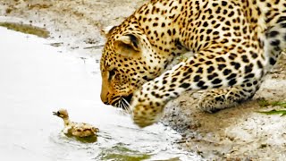 Baby Bird Takes on Hungry Leopard - Latest Wildlife Sightings