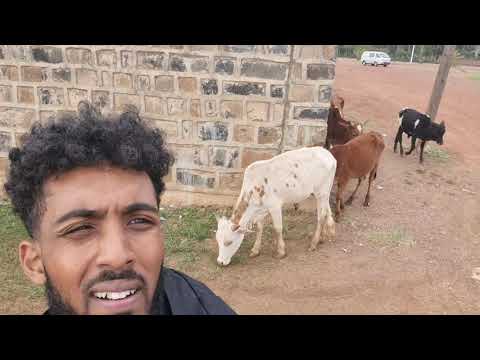 Rico Bambino Eritrea 🇪🇷 2022 Vlog - Ep 4 (Barber, Eri Rapper,The Goat, Dorfor)