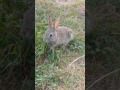 Badlands cottontail rabbit 2 oz in 2 inches long