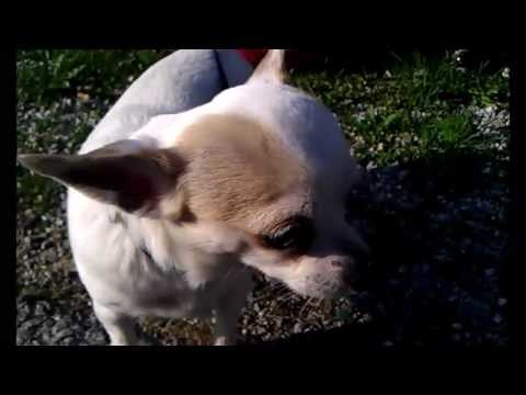 laynad’s Video 4449217568 T1V3NJWbc7Y