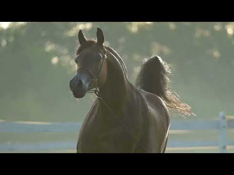 𝐏𝐔𝐒𝐓𝐘𝐍𝐈𝐀 𝐏𝐒 (𝐌𝐚𝐫𝐰𝐚𝐧 𝐀𝐥 𝐒𝐡𝐚𝐪𝐚𝐛 𝐱 𝐏𝐫𝐨𝐤𝐚𝐧𝐢𝐭𝐬𝐚), 𝟐𝟎𝟏𝟏 𝐌𝐚𝐫𝐞 - PRIDE OF POLAND 2023, Summer Sale