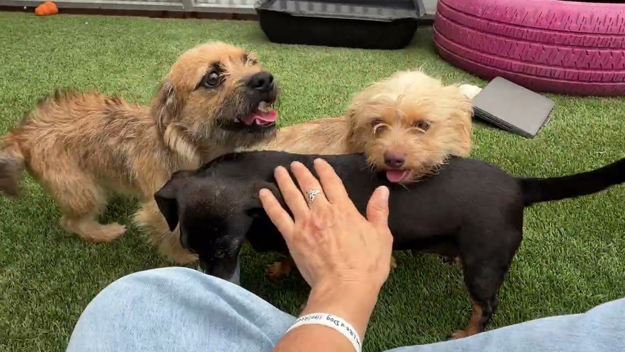Kermit, a Adoptable mixed breed in San Antonio, TX video 5/5