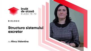 Aparatul excretor la om; Structura