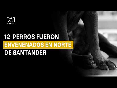 Autoridades investigan envenenamiento de perros en Norte de Santander
