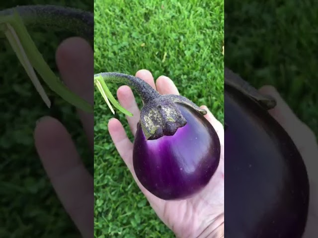 Стандарт поставки видео №1 Баклажан F1 Неоновый шар