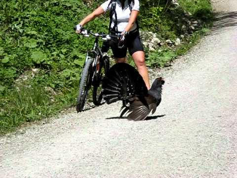 Auerhahn gegen Bikerin