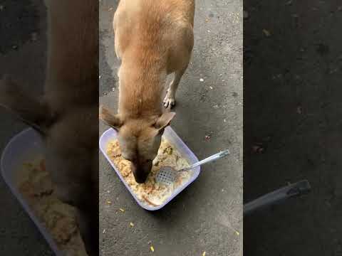 Feeding Stray Dogs Gave Me Purpose I Never Expected! #viralshort #feed #straydoglove