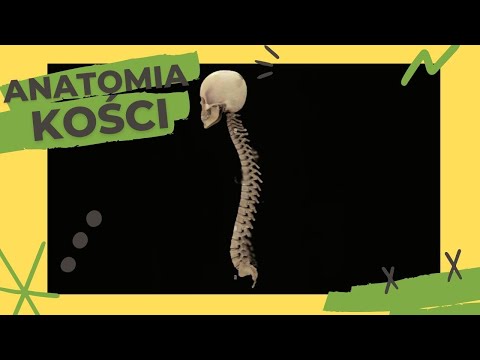 Anatomia kości #10 - Kręgi Szyjne, Kręgi piersiowe