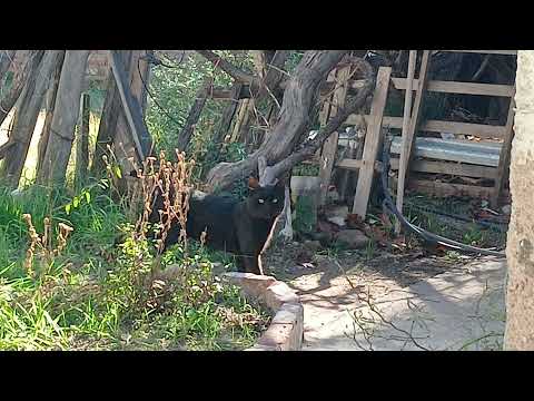 Limpiando el terrenito en San Gerónimo, San Luis