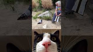 My cat is shocked | 🐱 #funny ⁠#shorts #viral #reaction #memes #catmemes #trending #dance