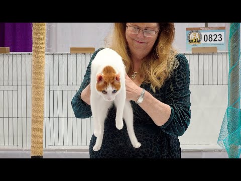 CFA International Show 2019 - Shorthair alters - Set 4