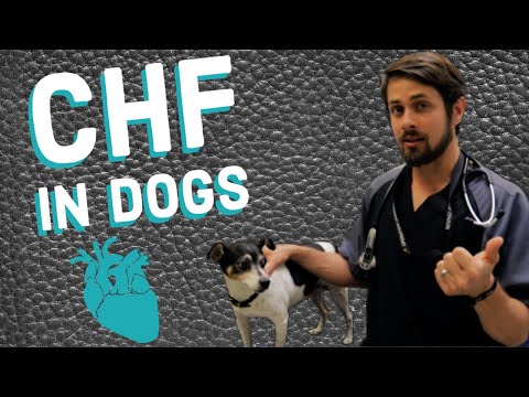 Congestive Heart Failure & Enlarged Heart in Dogs