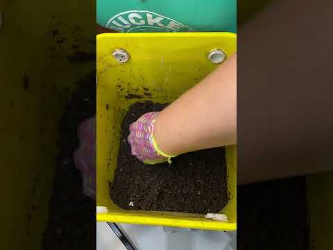 Harvesting Worm Castings Using the Light Harvest Method
