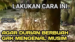 Download lagu Cara agar durian cepat berbuah , memaksa durian berbuah sepanjang tahun tak kenal musim mp3
