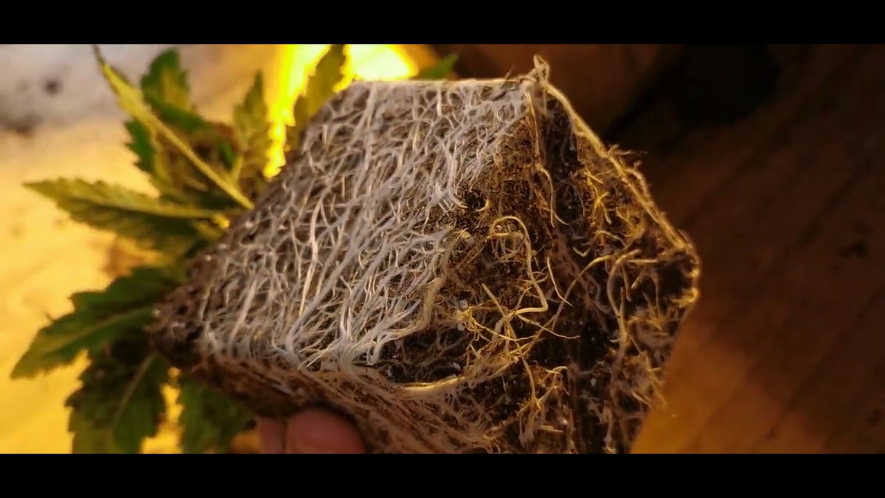 Culture Indoor 600w LED vs 600w HPS Présentation et Rempotage