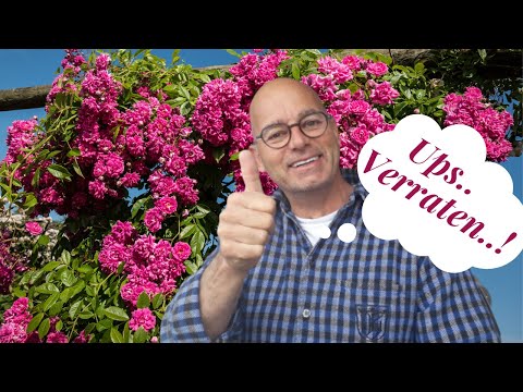Rosen schneiden im Frühjahr / Meine Garten Tipps zu Kletterrosen