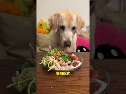 抓着嘴皮子呢还想偷吃 #妈呀太香了 #狗狗吃饭 #声控解压 #当你有只嘴馋小狗 #一看就是干饭狗