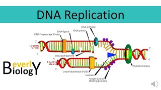 DNA replication