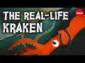 Why did it take so long to find giant squids? - Anna Rothschild