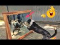 Dogs V S Mirror Dog Fight Prank Videos Very Funny Scary Dog Dog And Mirror