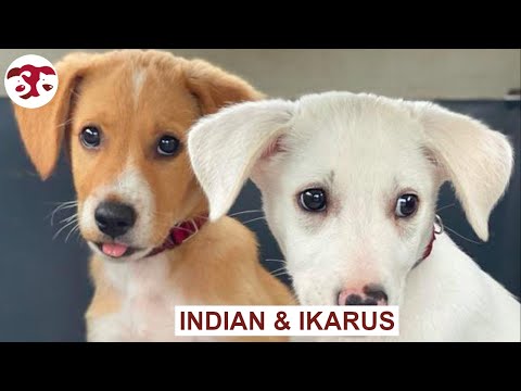 Indian und Ikarus - 2 Geschwister im Nirgendwo ausgesetzt