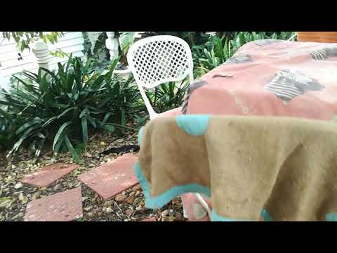 "Sasha" vs "The Cat" Rumble in the Jungle...Part 4 😎😎😎