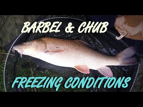 Barbel Fishing in Freezing Conditions
