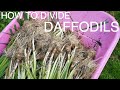 How and Why to Divide Daffodils