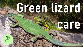 (Western) Green Lizard | Lacerta bilineata | Care Guide