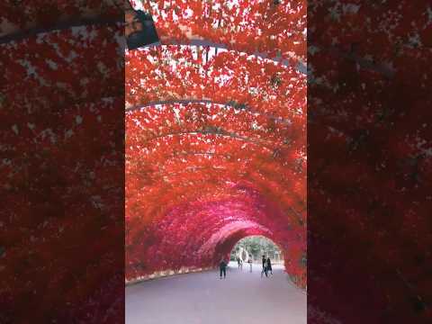 #flowers #beautiful #garden