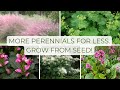 You Should Grow Perennials from Seed, Here's why! I've Grown Some Beautiful Flowers & Doing It Again