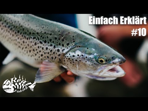 SEEFORELLE vom Ufer - Einfach Erklärt #10 ft. Michael Bierbaumer (am Attersee)